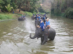 Слоновий заповедник - Слоны купаются